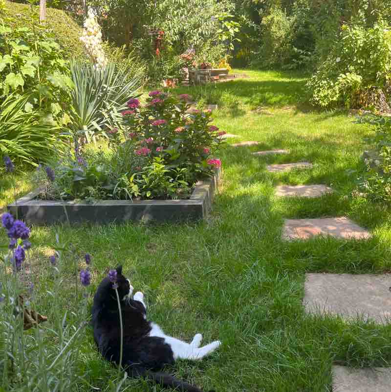 Magic Tabby post 3