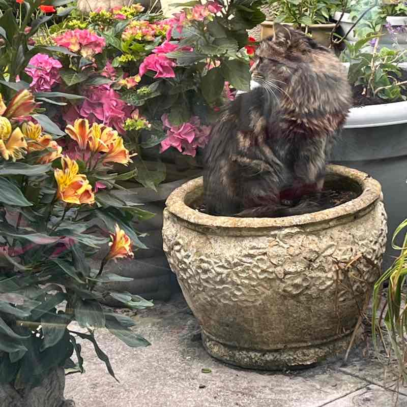 Magic Tabby post 2