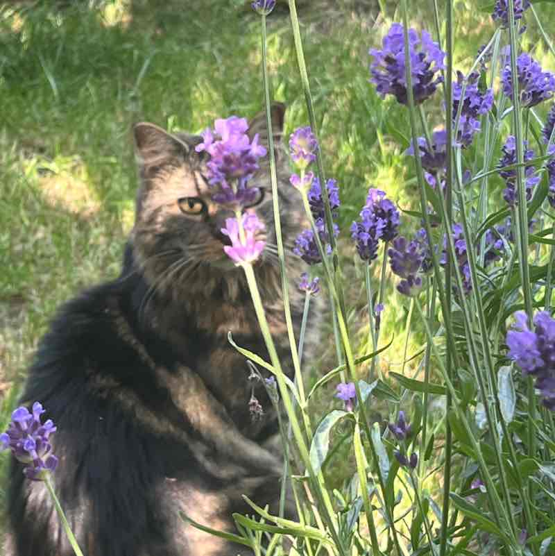 Magic Tabby post 1