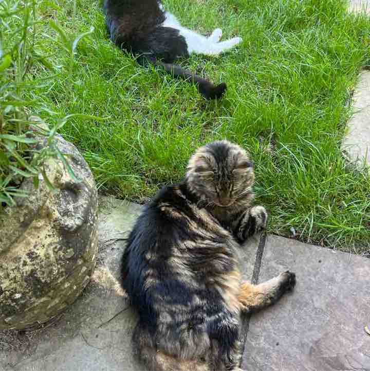 Magic Tabby post 2