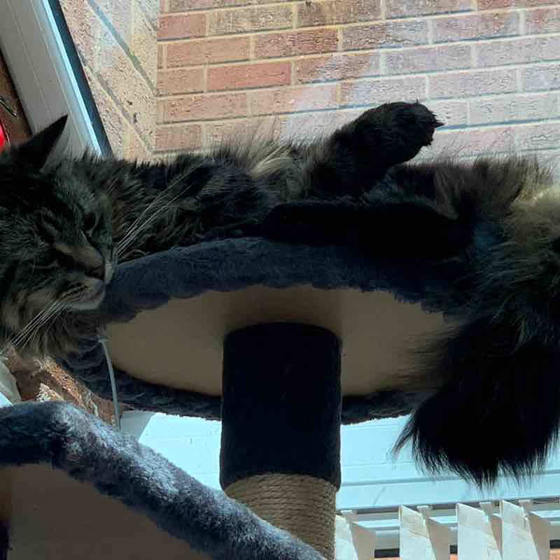 Magic Tabby post 2
