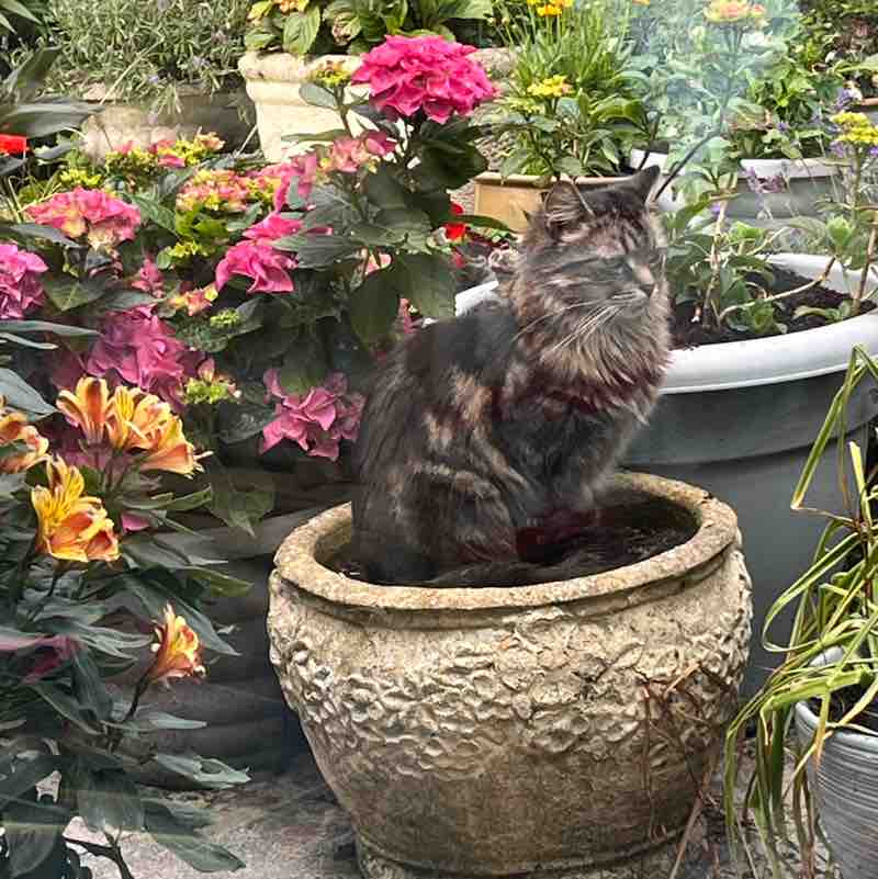 Magic Tabby post 3