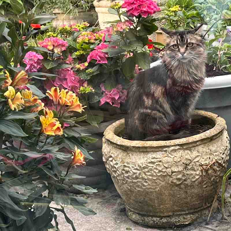 Magic Tabby post 1