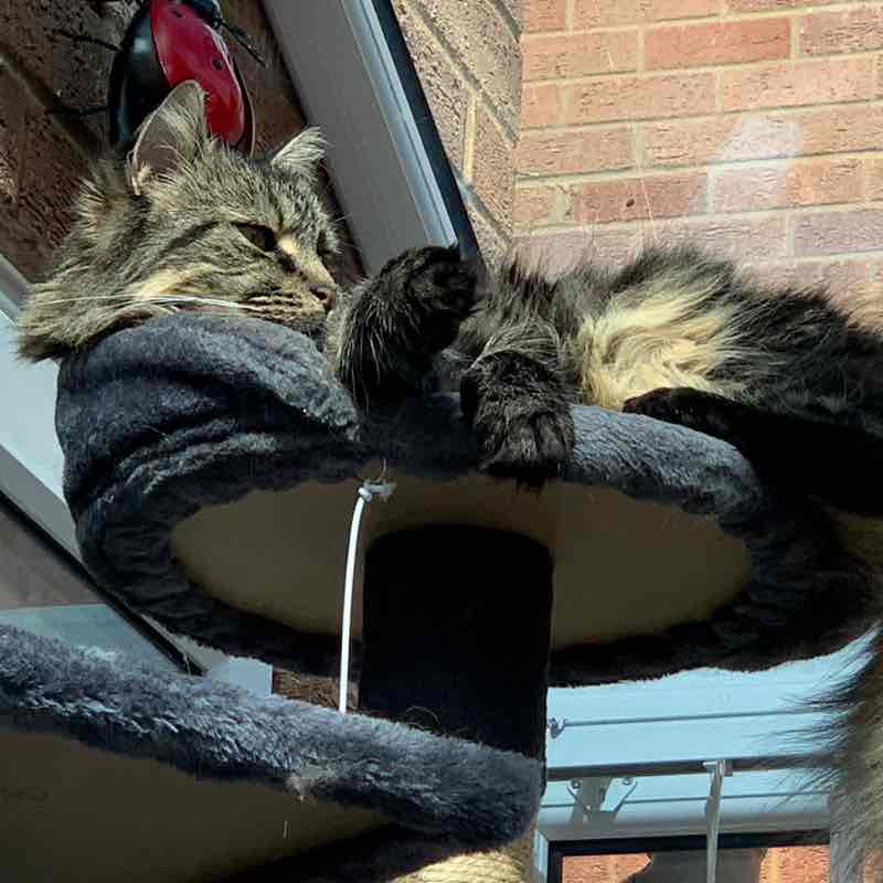 Cats ππββ¬ & Coffee βοΈ βοΈ Magic Tabby post image