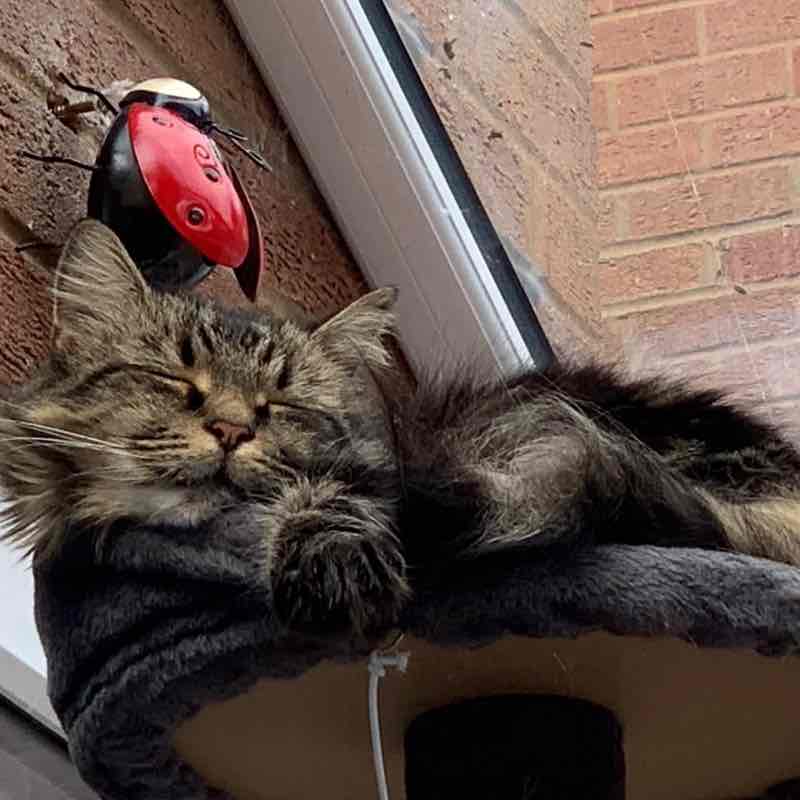 Cats ππββ¬ & Coffee βοΈ βοΈ Magic Tabby post image