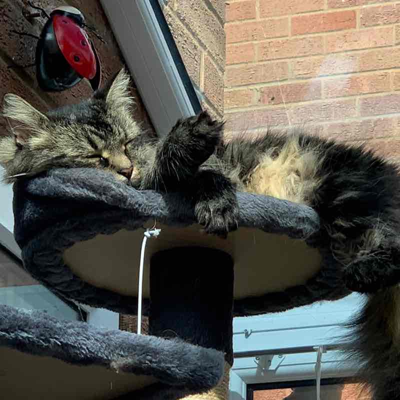 Cats ππββ¬ & Coffee βοΈ βοΈ Magic Tabby post image