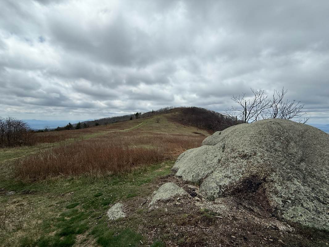walking near me in Mt. Pleasant Roadless Area in spring