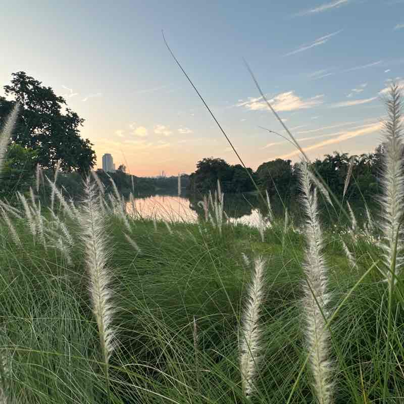 Sangham Strides Bubby post image