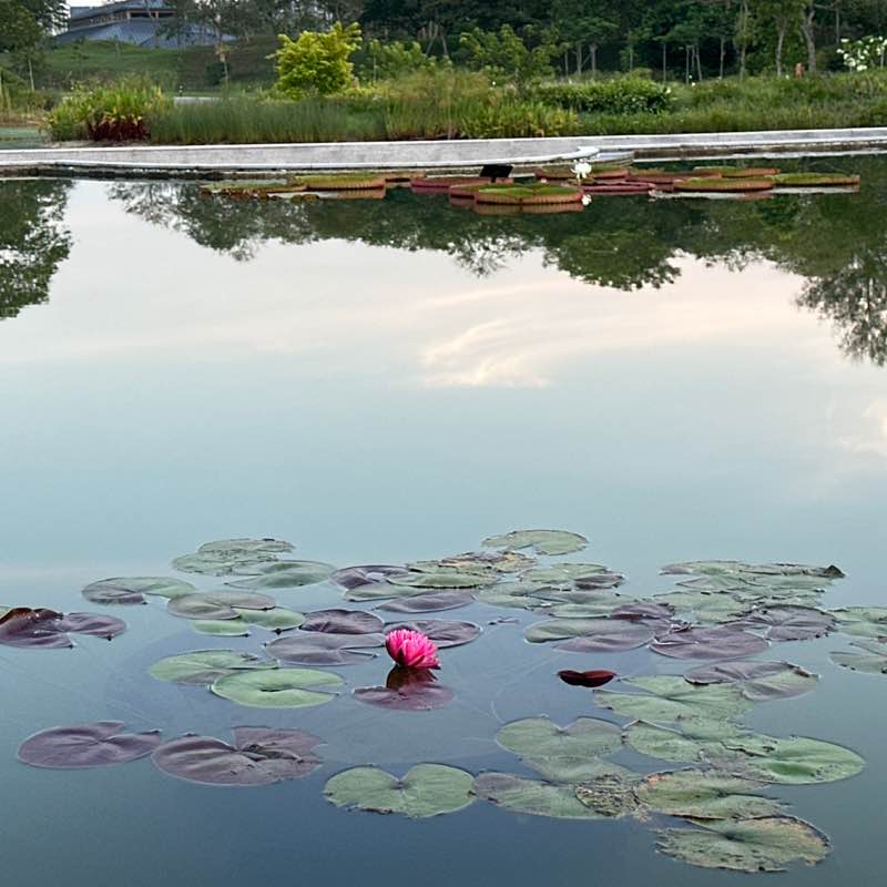 Sangham Strides Bubby post image