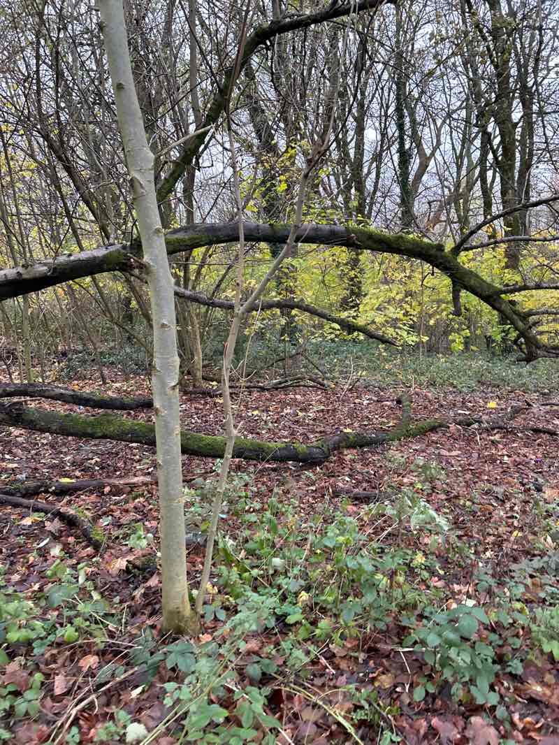 walking near me in Oakwood Park in autumn