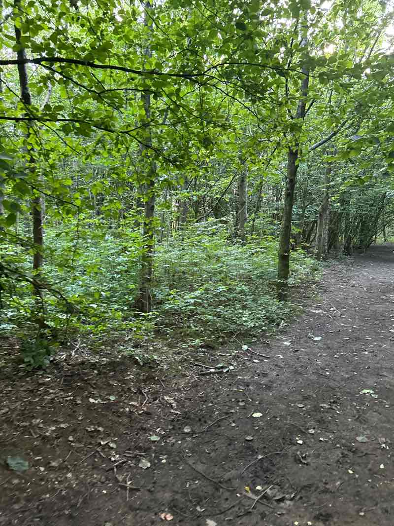 walking near me in Oakwood Park in summer