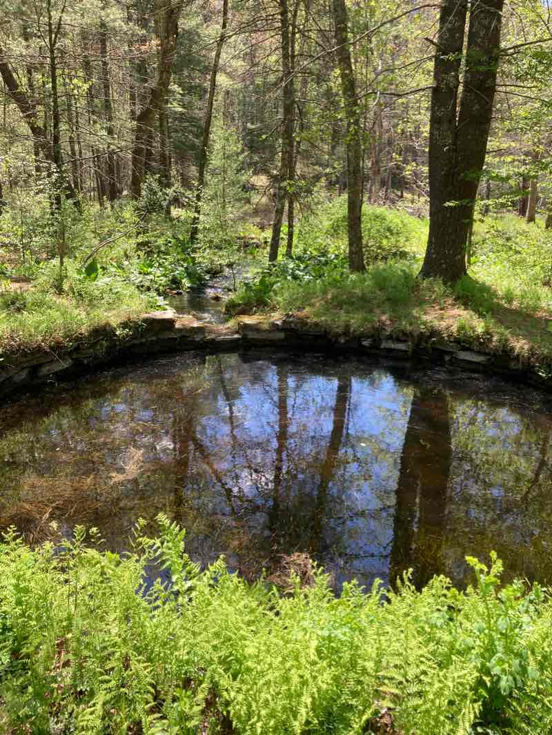 walking near me in Quaddick State Forest in winter