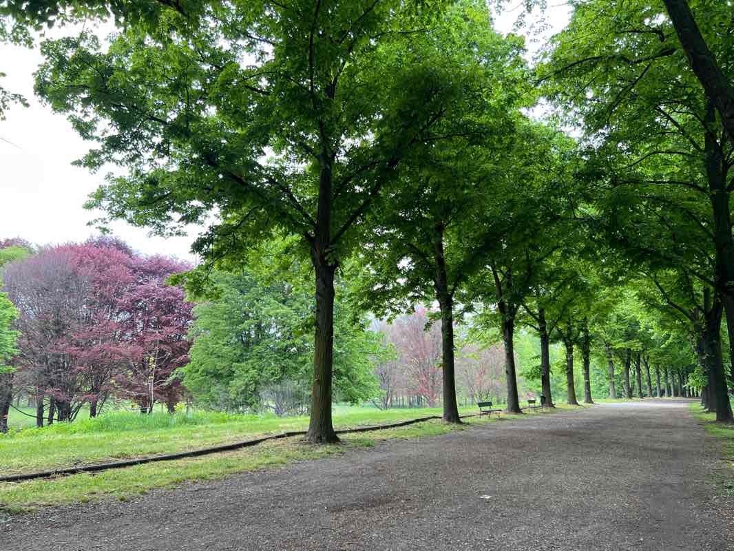 walking near me in Parco Pietro Colletta in winter