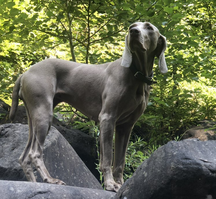 Frank profile