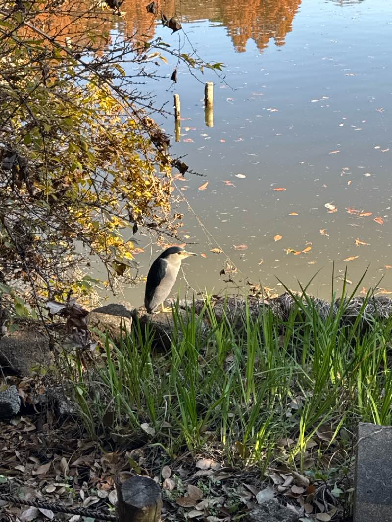 walking near me in 石神井公園 野鳥風致地区 in winter