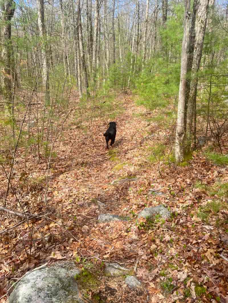walking near me in Poutwater Pond Wildlife Management Area in spring