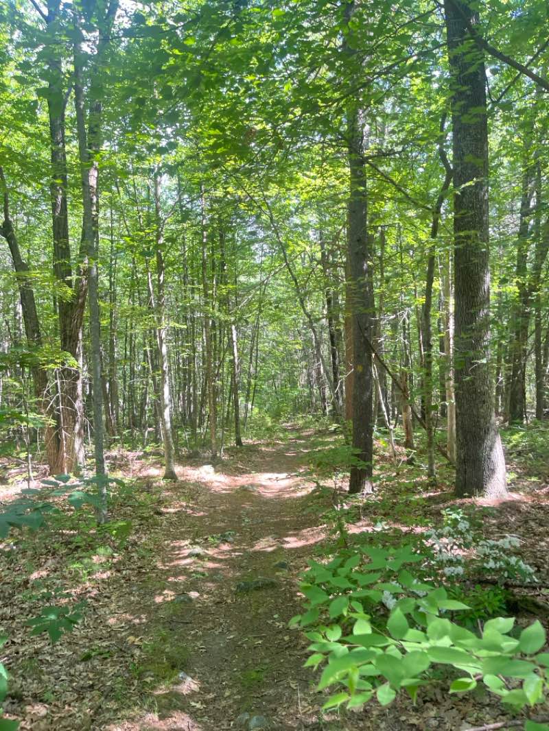 walking near me in Trout Brook Conservation Area in summer