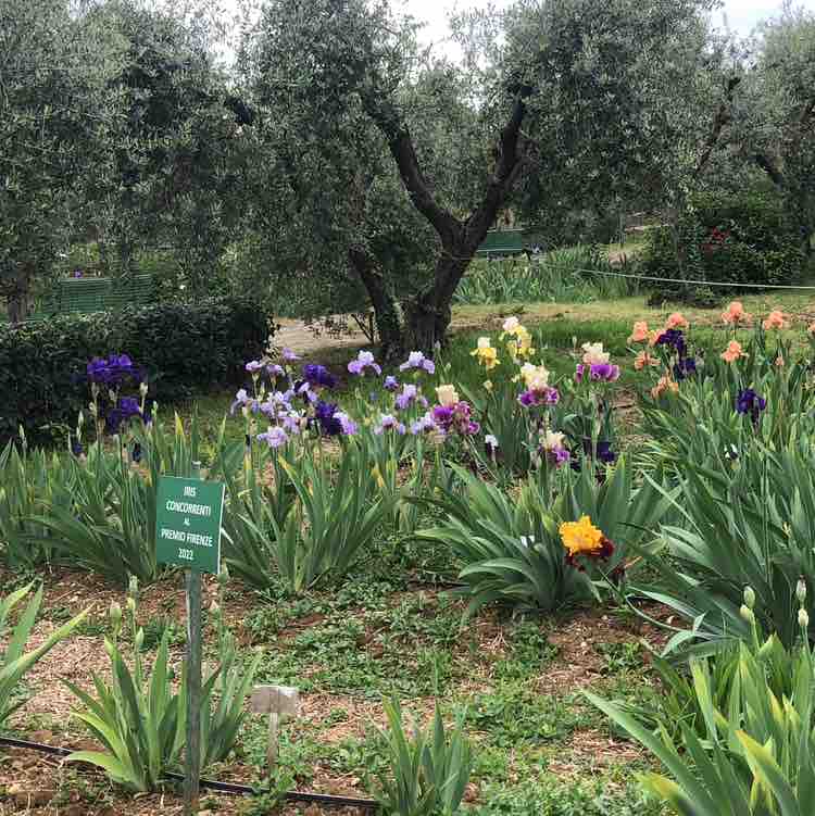 Manuel 🇷🇺👩‍❤️‍👨🇮🇹 post 3