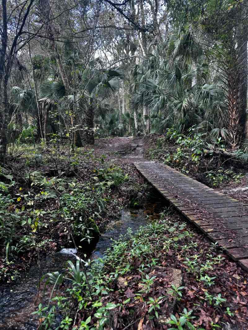 walking near me in Spring Hammock Preserve in winter