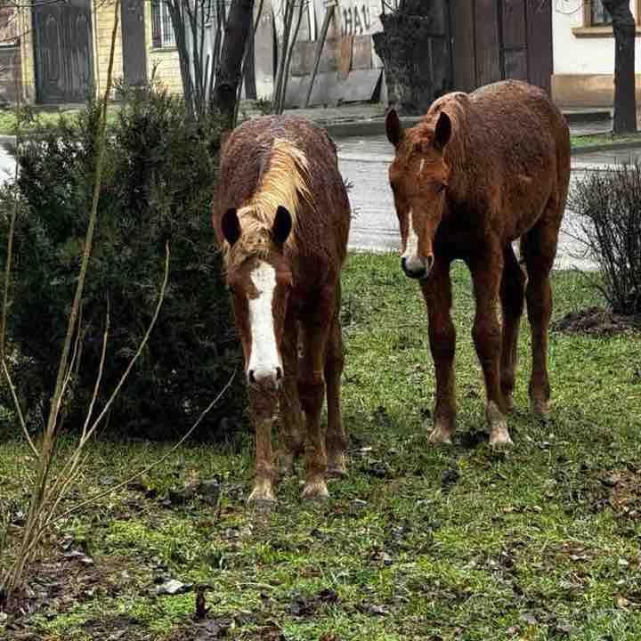 Эльвира post 2