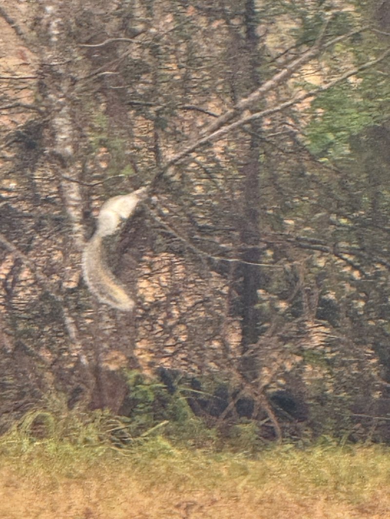 walking near me in Citizen's Lodge Park in winter