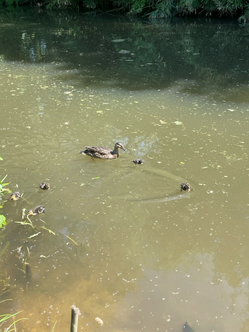 walking near me in Phillips Memorial Park in spring