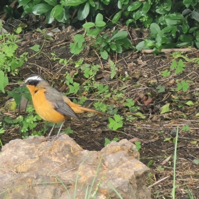 Alkebu-lan ( አልኪ ቡላን ) RUSTOM, H post image