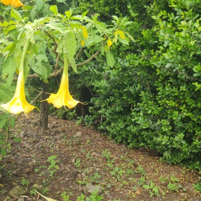 Alkebu-lan ( አልኪ ቡላን ) RUSTOM, H post image