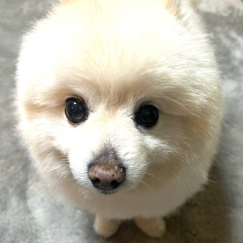 のぶりん