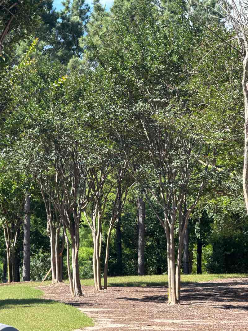 walking near me in Town Green Park in spring