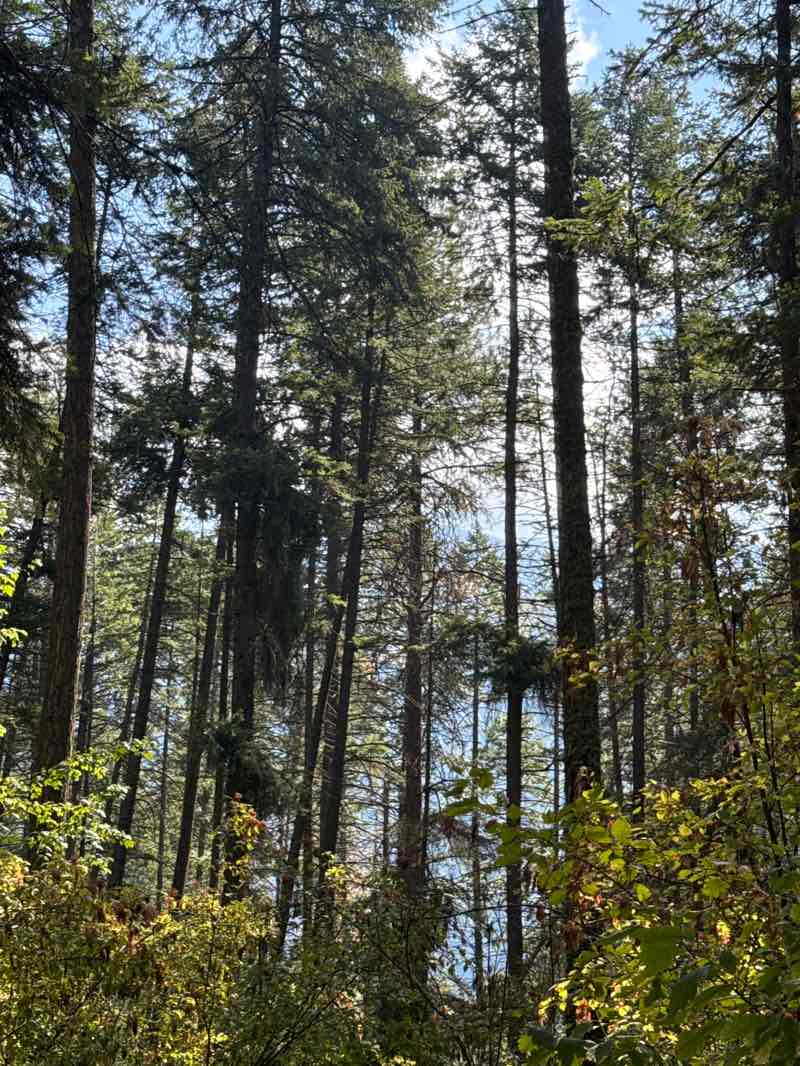 walking near me in Farragut State Park in autumn