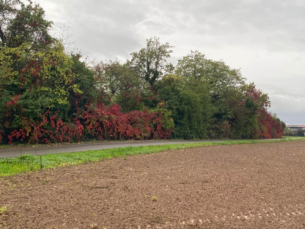 walking near me in Bahnstadt Promenade in winter