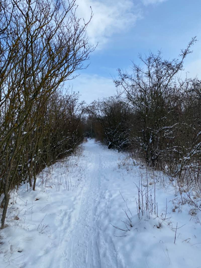 walking near me in Lesopark Havraňák in winter