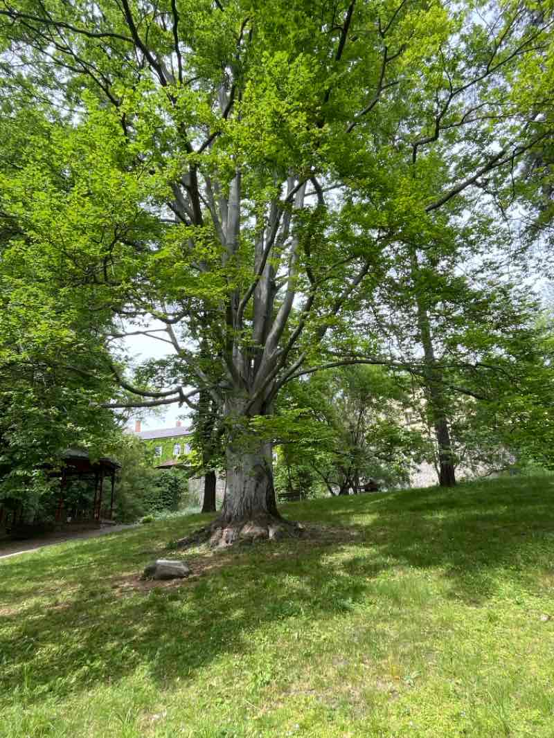 walking near me in Smetana Park in winter
