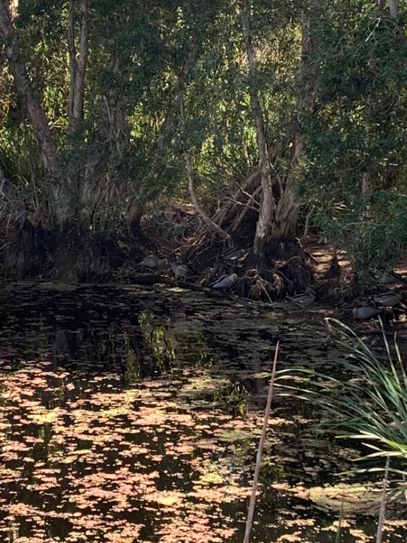 walking near me in Gula Park in summer