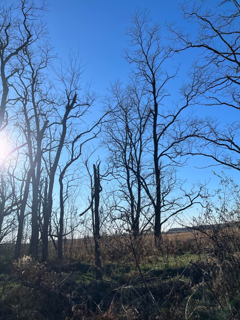 walking near me in Midewin National Tallgrass Prairie in winter