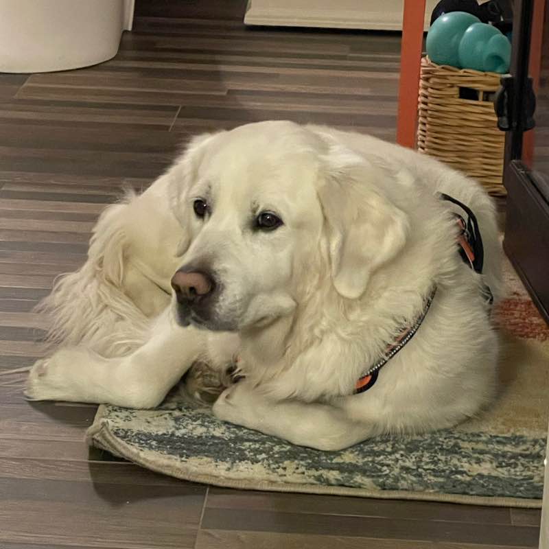 Earl & Oliver 🇺🇸 🦮🚶‍♂️ post 1