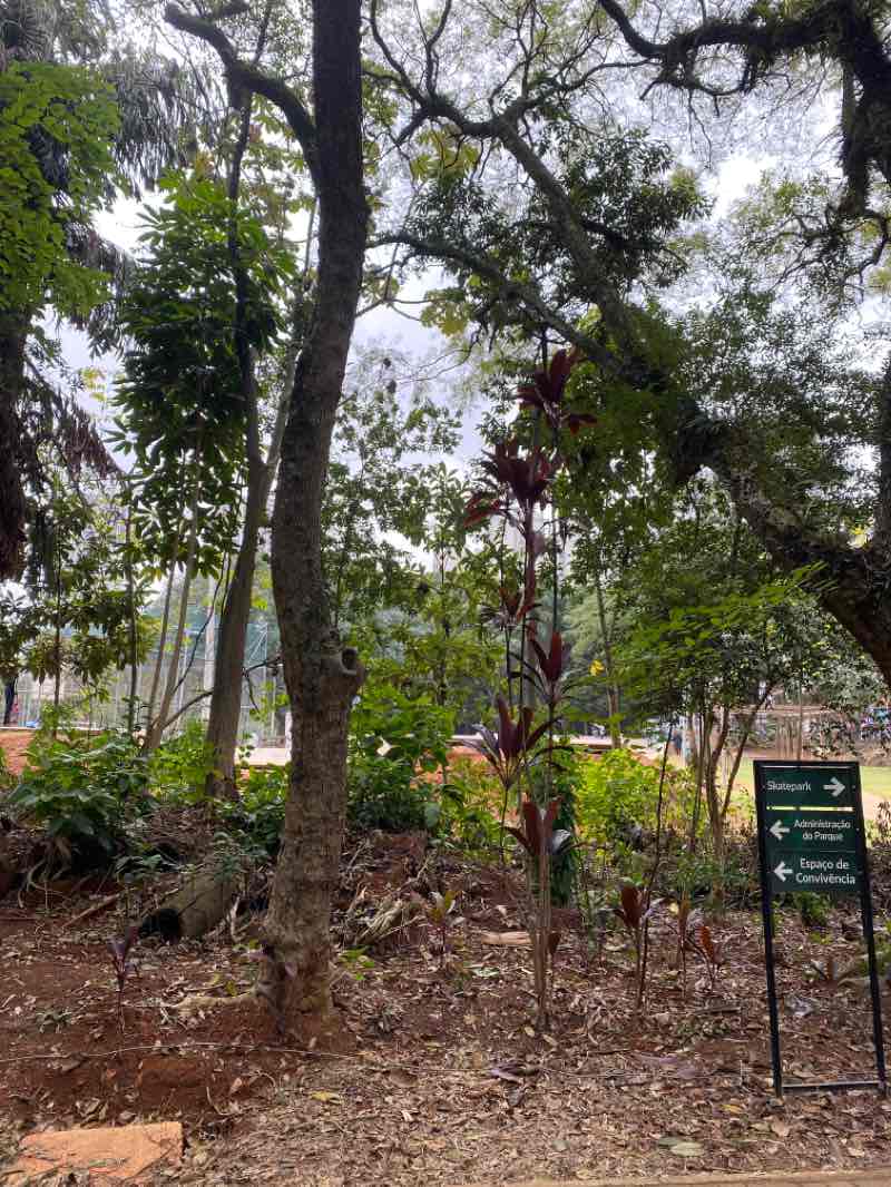 walking near me in Parque Chácara do Jóquei in summer