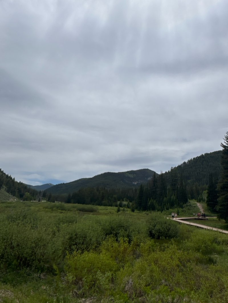 walking near me in Twin Peaks Wilderness in summer