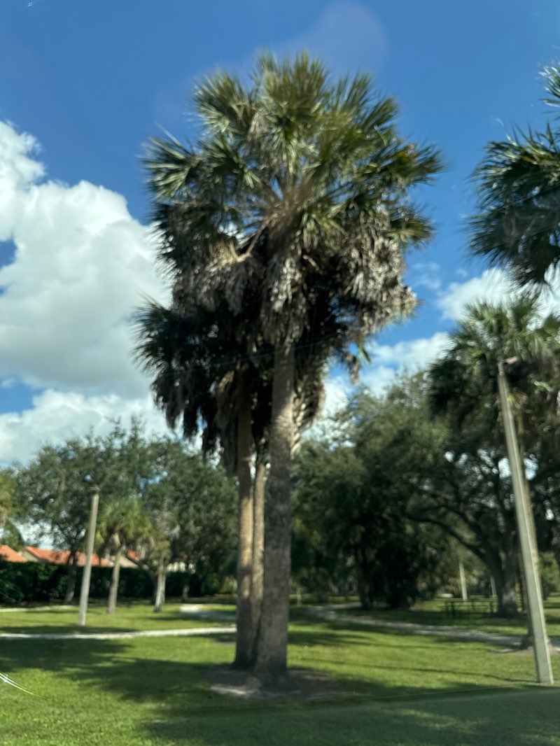 walking near me in Ralph Diaz Memorial Park in autumn