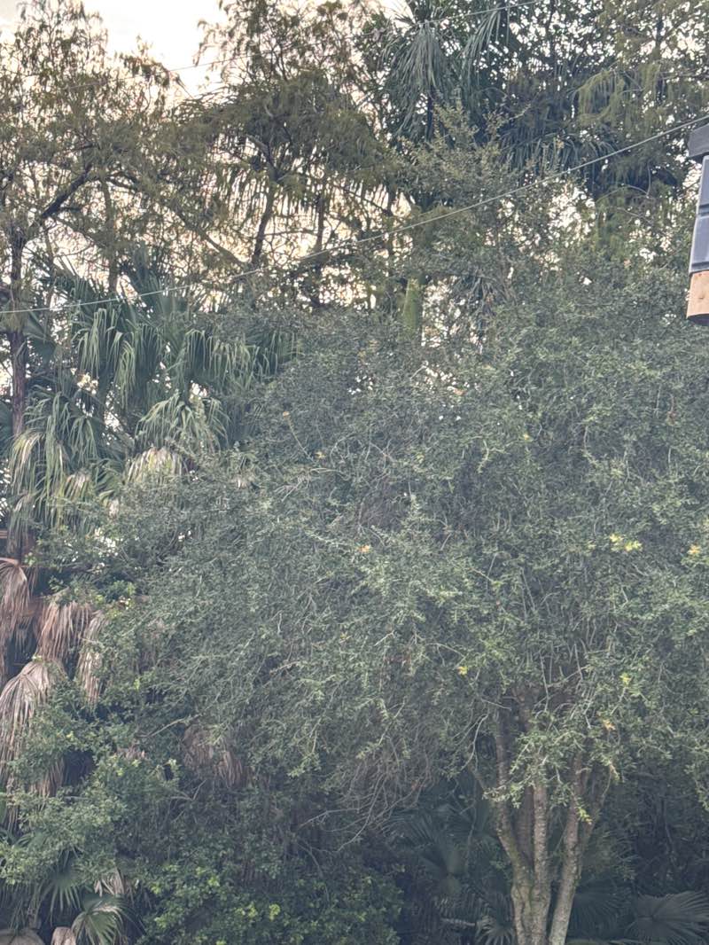 walking near me in Golden Raintree Park in autumn
