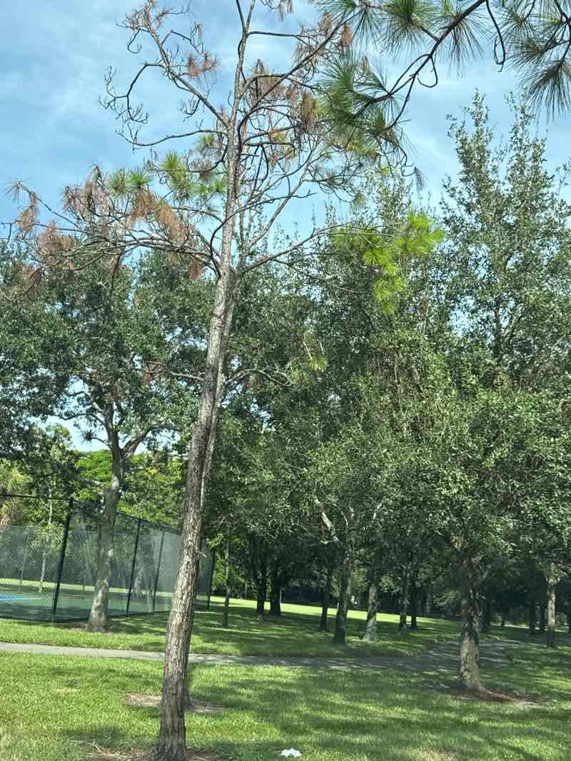 walking near me in Volunteer Park in autumn