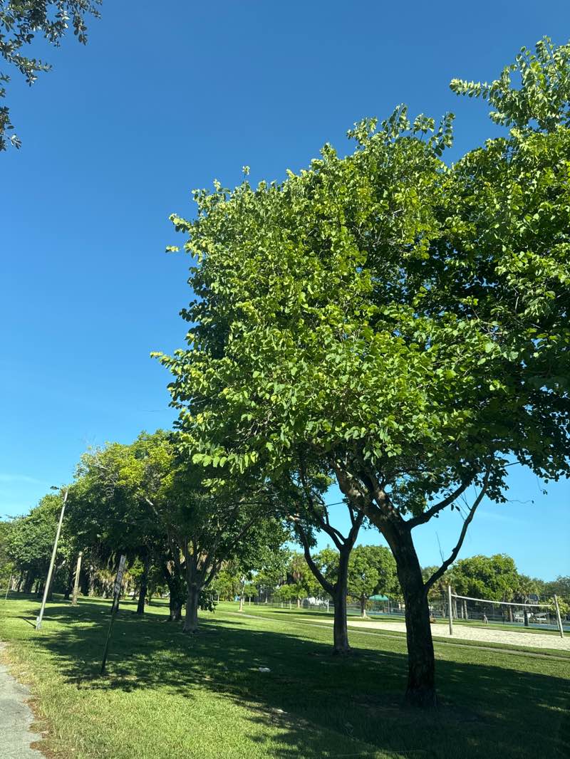 walking near me in Poinciana Park in autumn