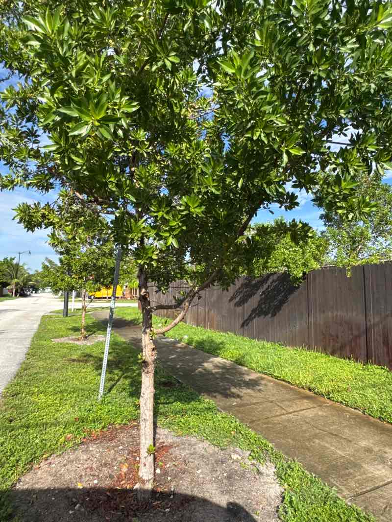 walking near me in North Broward County Park in autumn