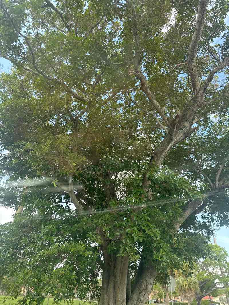 walking near me in Lions Park in spring