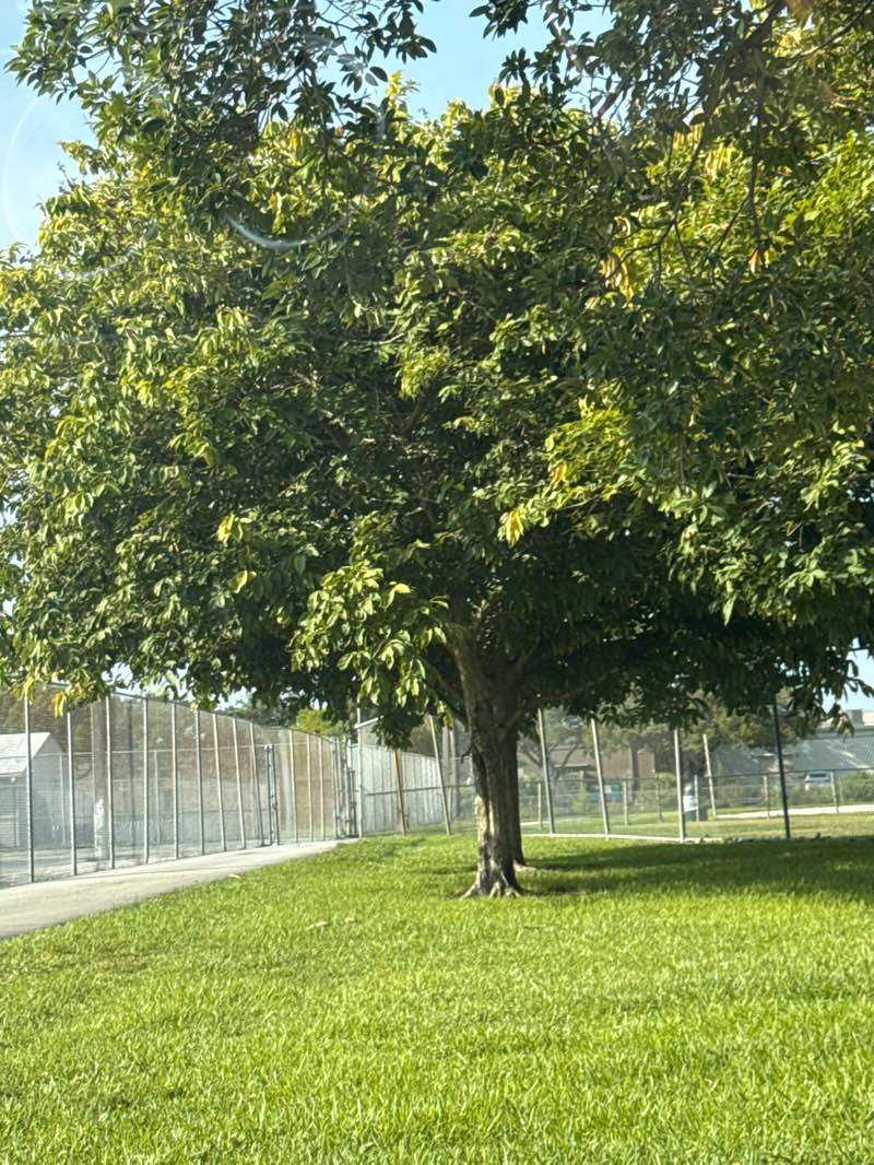 walking near me in Lions Park in summer