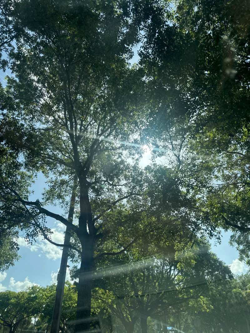walking near me in North Community Park in summer