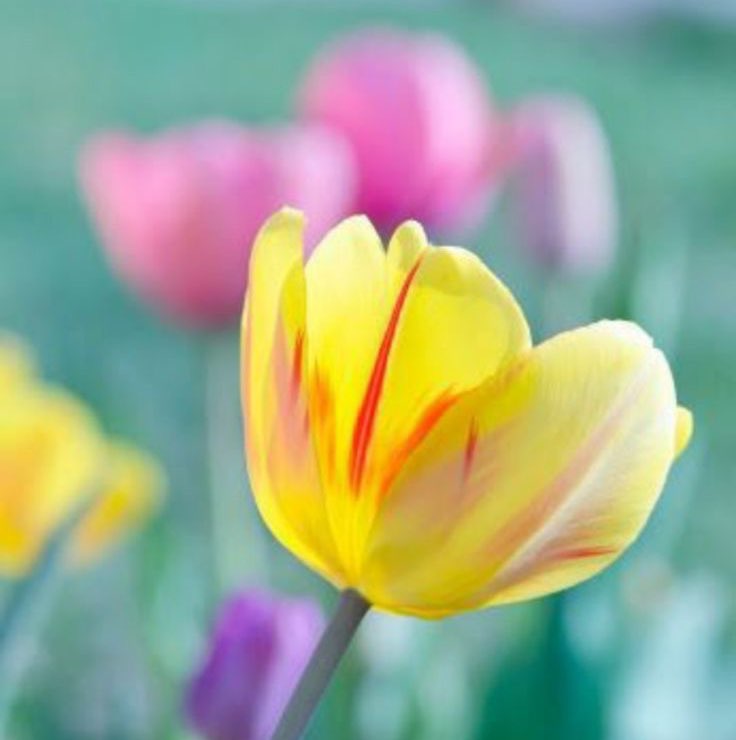 Su Thet (Group Risk)