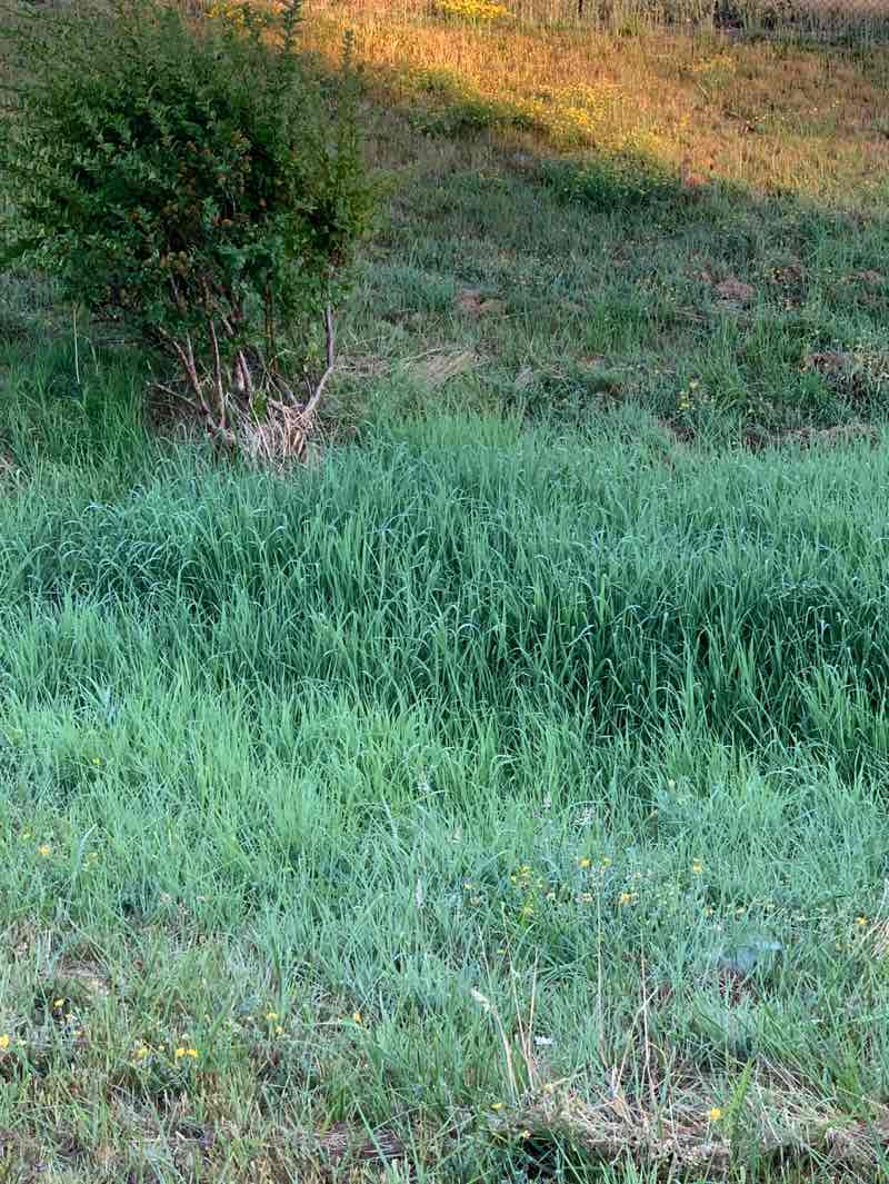 walking near me in Paula Jean Powerline Park in summer