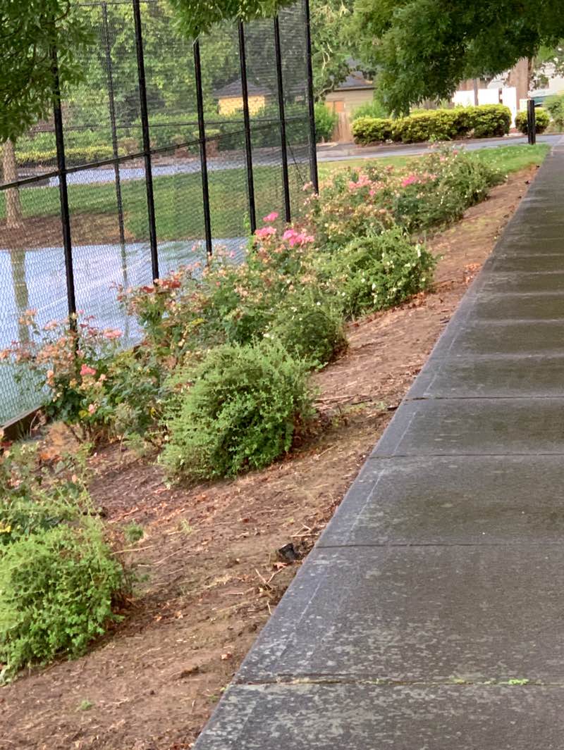 walking near me in Reedville Creek Park in summer